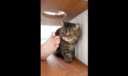 猫咪短视频网站,猫咪短视频网站带你领略萌宠风采